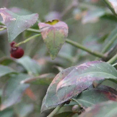 Produktbild von Korkflügel-Strauch  - Euonymus alatus 'Compactus'  | 60-80 cm in Container