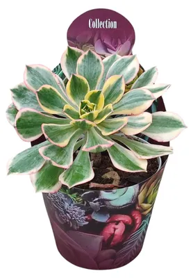 Image de Aeonium Sunburst - Crassule en rosette - Spécimen rare - Pot de 14 cm - Hauteur : 30 cm