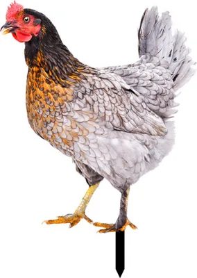 Produktbild von Rooster Decor Realistische lebensechte dekorative doppelseitige Druck Acrylgarten Statue Huhn für Garten-M