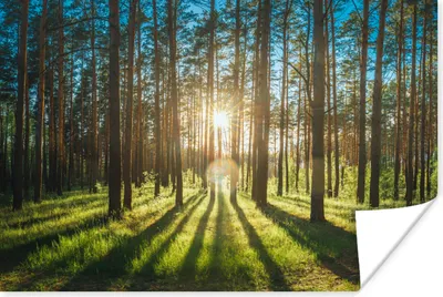Produktbild von MuchoWow® Poster Sonne - Bäume - Landschaft - Gras 180x120 cm - Fotoplakat