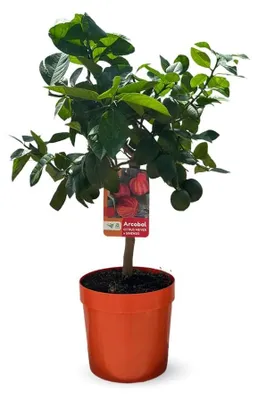 Productafbeelding van Sinaasappelboom Arcobal in Pot