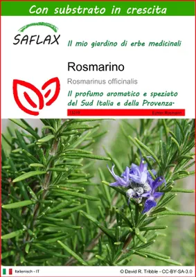 Immagine prodotto di SAFLAX  - Rosmarino - 100 semi - Con substrato - Rosmarinus