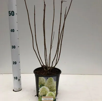 Immagine prodotto di Hydrangea pan. Skyfall ('Frenne'PBR) - Ortensia | 25-30 cm in vaso