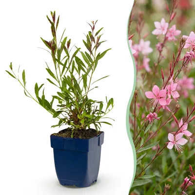 Produktbild von Green boutiQ - Stauden - Gaura lindh. Florgauros - Prachtkerze - Bienen- und Schmetterlingsmagneten - Rosa - 12 Pflanzen - Topf 11cm - Höhe 15-25cm