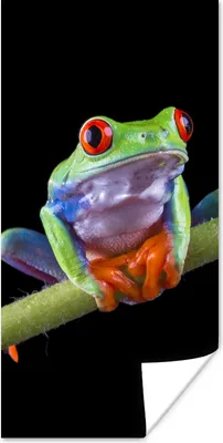 Produktbild von MuchoWow® Poster Frosch - Pflanze - Schwarz 80x160 cm - Kinderzimmer