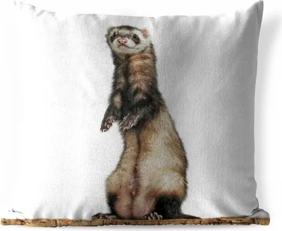 Produktbild von MuchoWow® Outdoor Kissen - Frettchen - Tiere - Fell - 40x40 cm - Wetterfest - Lounge Kissen - Kopfkissen - Interieur - Polster mit Bild
