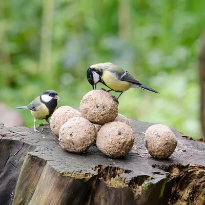 Produktbild von Meisenknödel mit Insekten 6 Stück