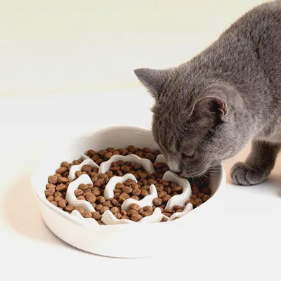 Produktbild von Anti Schling Napf Hund Keramik, Slow Feeder Katze, Antischlingnapf Hunde Keramik, Antischlingnapf Katze, Slow Feeder Katzen rutschfest, Anti Schling Napf für Katzen und kleine Hunde (Weiß)