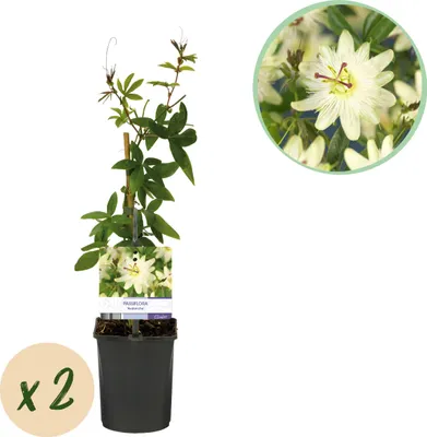 Image de Passiflore - Passiflora Avalanche - Fleur Blanche - Peu d'entretien - 2 plantes - 30-40cm - Ø10cm - Plante de jardin