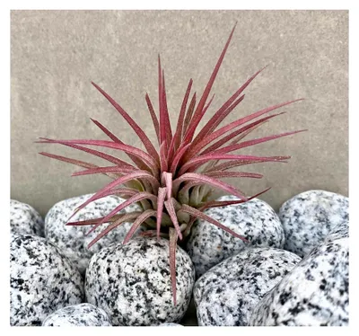 Produktbild von Tillandsia Luftpflanze Rot Ionantha Rubra