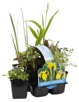 Zdjęcie produktu dla Bloomique - Zestaw 6 szt. - Rośliny rodzime do oczek wodnych - Strefa oczek wodnych 1-2-3 - Rośliny wodne - Odporne na zimę - Wysokość 15-25 cm - Doniczka 9 cm