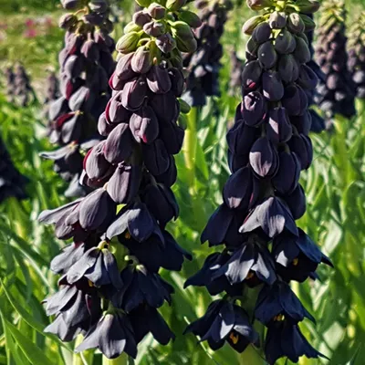 Zdjęcie produktu dla Fritillaria - Szachownica Twin Towers Tribute 1 szt. Cebule Cebulki