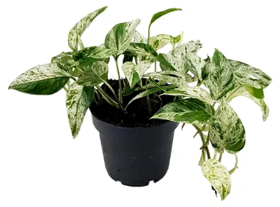 Produktbild von Epipremnum pinnatum "Marble Variegata" - panaschierte Efeutute - exotische Zimmerpflanze - besondere Grünpflanze