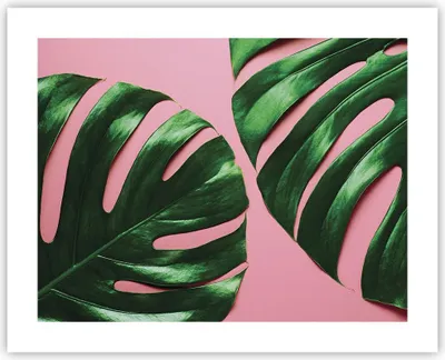 Produktbild von Poster - Poster ohne Rahmen - Monstera Blatt Rosa - 50x40 cm - Wand Bild - Wanddeko - Wandbilder - Kunstposter - Wandposter - Bilder - Kunstdruck - Wanddekoration - Wandbild - P2XAA50x40-4407