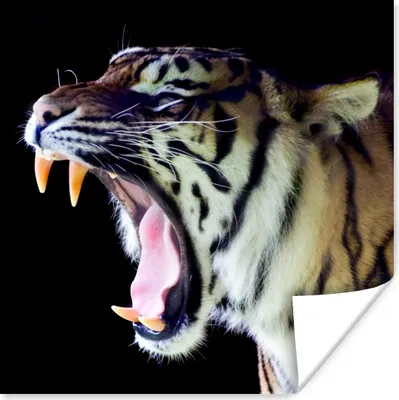 Produktbild von MuchoWow® Poster Tiger - Zähne - Porträt 50x50 cm - Wohnzimmerdekoration