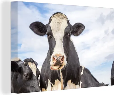 Produktbild von OneMillionCanvasses® - Leinwandbilder - 140x90 cm, Kuh - Zunge - Lippen, Wandbilder Kunstdruck Wanddekoration