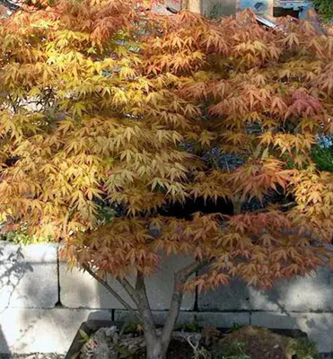 Produktbild von Fächerahorn ´KATSURA´ 90-110 cm, Cont. 3 l