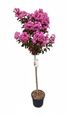 Produktbild von Lagerstroemia 'Rhapsodie in Pink' - Stämmchen - 140–150 cm – Kreppmyrte - pinke Blüten - winterhart - mediterraner Zierbaum