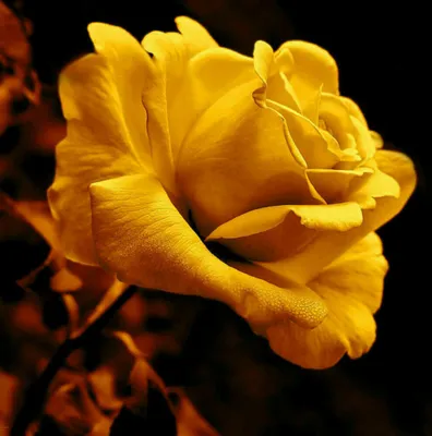 Produktbild von 100 Stück Golden Rose Blumensamen natürliche Wachstum Garten Blumen Pflanze Samen