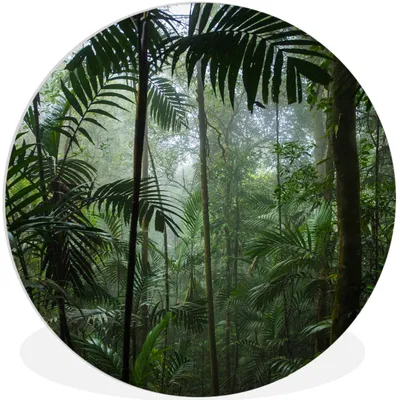 Produktbild von MuchoWow® Rundes Wandbild - Runde Bilder Regenwald - Tropisch - Dschungel - Bäume - Pflanzen Ø 60 cm Kreis Wanddekoration Kunststoff - Wandkreis - Wandschmuck - Wand Kreis - Das Schlafzimmer - Die Bilder - Wandmalerei - Kunst für das Haus - das Plastik