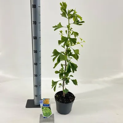 Obrázok produktu pre Ginkgo biloba – ginkgo / strom s vejárovitými listami | 60–80 cm v črepníku