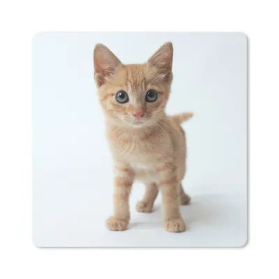 Produktbild von MuchoWow® Mauspad Mousepad Katze - Rot - Kätzchen - Mädchen - Kinder - Jungen - Kind 30x30 cm - Mousepads - Maus Mat - Pad - Mausunterlage - Gaming