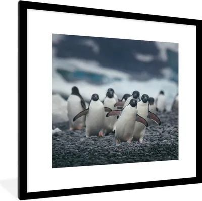 Produktbild von MuchoWow® Gerahmtes Poster Adeliepinguine am Strand 40x40 cm - Poster mit Schwarzem Bilderrahmen Wandposter Rahmen Foto Bilder - Poster - Plakat im Rahmen
