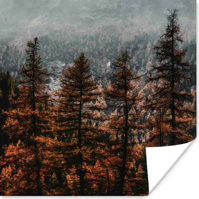 Produktbild von MuchoWow® Poster Bäume - Nebel - Winter 75x75 cm - Wand Dekoration