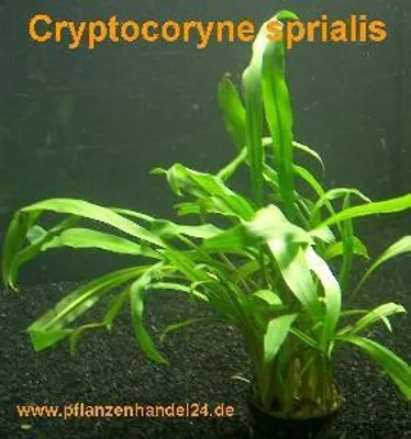 Produktbild von 1 Topf Cryptocoryne spiralis, Wasserpflanzen