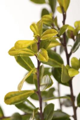 Produktbild von Ilex crenata 'Golden Gem', Japanische Stechpalme, goldgelb, 40–50 cm