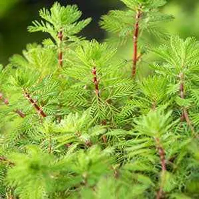 Productafbeelding van Moerings Myriophyllum Rubricaule | Braziliaans Vederkruid | In 11x11CM Mand
