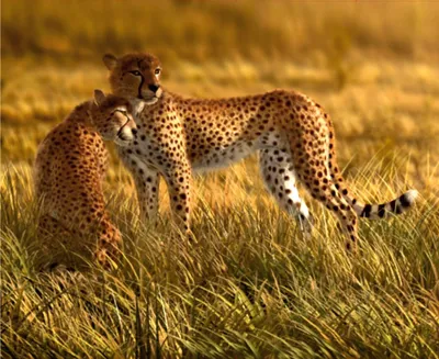 Produktbild von Sanders & Sanders Fototapete Leopard Beige 375 x 270 cm