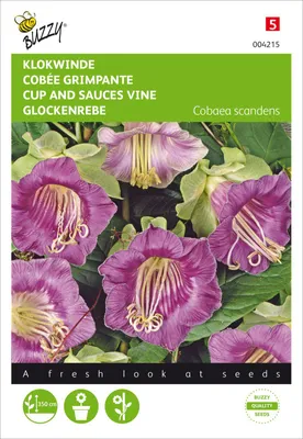 Artikelbild 2 von 'Glockenrebe Violett Blau' aus der Kategorie Glockenrebensamen