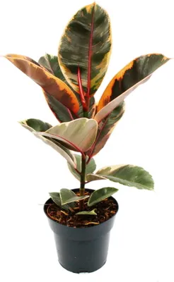 Zdjęcie produktu dla Drzewo kauczukowe w kolorze czerwonym - Ficus elastica "Belize" - doniczka 17 cm