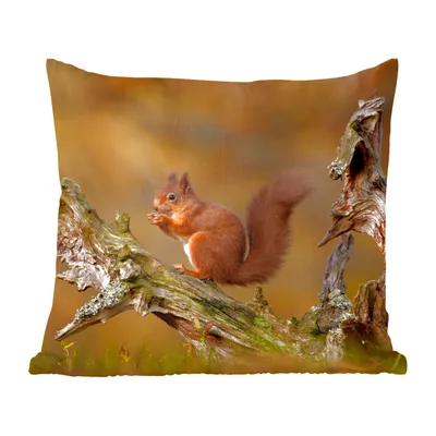 Produktbild von MuchoWow® Zierkissen Sofakissen Wohnzimmer Dekokissen 40x40 cm Rotes Eichhörnchen im Herbst - Foto Kissen - Schlafzimmer Dekoration
