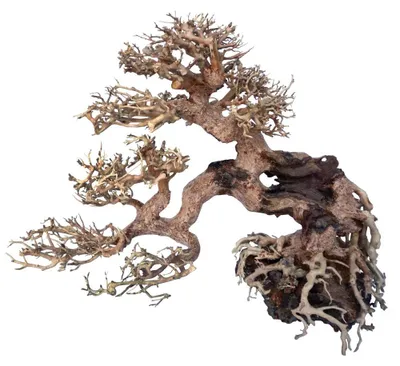 Produktbild von Amtra A8147661 Holz Oriental Wind 7, M