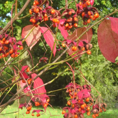 Image de Fusain rampant - Euonymus Planipes - 30-40 cm conteneur