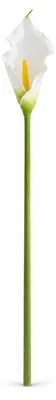 Produktbild von LAYBA Künstliche Calla 63 cm, weiße Kunstblume mit 15 cm Blüte, langer grüner Stiel, dekorative künstliche Blume für Vase, Hochzeit, Event und Wohnraum
