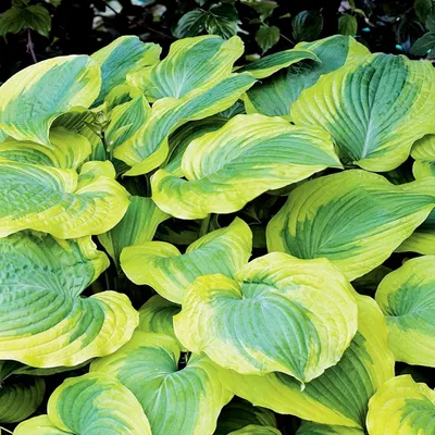 Image de Hosta Funkia Olbrzymia Satisfaction 1 pièce Plantule Plantules Hostas Funkie