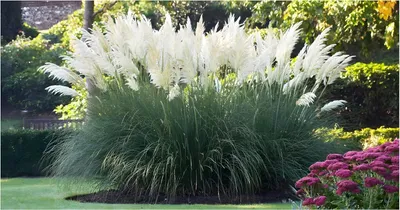 Produktbild von Stauden Gänge 3 x Cortaderia selloana 'Sunningdale Silver‘ im 1 Liter Topf - Weißes Pampasgras - Silberne Pracht für majestätische Gärten