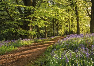 Produktbild von Wallario Poster - Blaues Hasenglöckchen im Sommerwald, Kunstdruck Größe: 70 x 100 cm