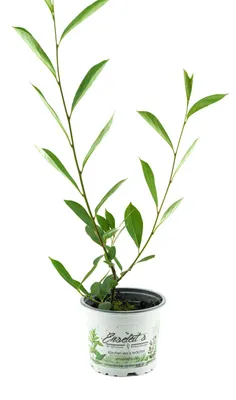 Produktbild von Enseleits Aronia Vitaminbeere (Aronia arbutifolia)