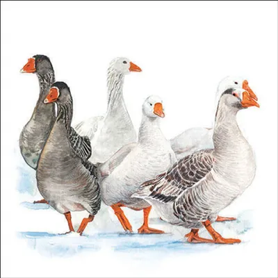 Produktbild von RP 20 Servietten Winter Geese - Gänse im Winter 33x33cm