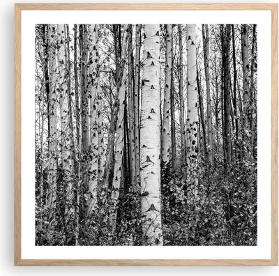 Produktbild von Gerahmtes Poster - Rahmen in heller Eiche - Birken Wald Monochrom - 60x60 cm - Wand Bild - Wanddeko - Wandbilder - Kunstposter - Wandposter - Bilderrahmen - Bilder - Kunstdruck - P2NAC60x60-4643