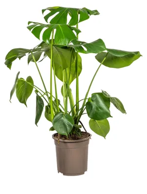 Zdjęcie produktu dla Monstera Deliciosa Tauerii - 70-80cm - Ø21cm - Roślina doniczkowa - Zimozielony