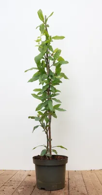Produktbild von Mespilus germanica, echte Mispel, 60–100 cm