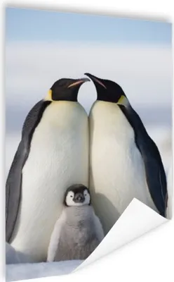 Produktbild von MuchoWow® Poster Pinguin - Familie - Schnee 40x60 cm - Plakate für die Wand - Poster Babyzimmer