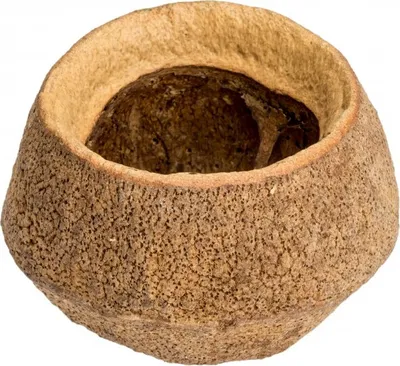 Produktbild von Sapucaia, groß, Durchmesser ca. 10-14 cm | Lecythis ollaria