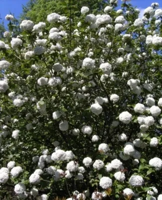 Produktbild von Großblumiger Duft-Schneeball - Viburnum x carlcephalum - stark duftend (40-60)