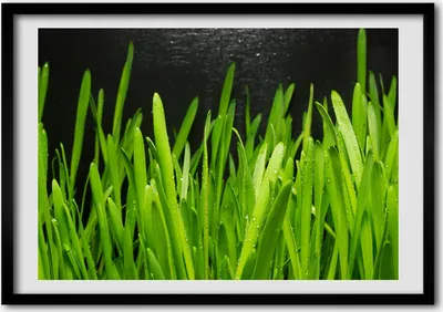 Produktbild von Bild - Bilder - Bilderrahmen - 70 cm x 50 cm - MDF-Rahmen, Wandkunst Gras